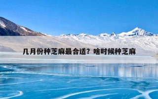 几月份种芝麻最合适？啥时候种芝麻